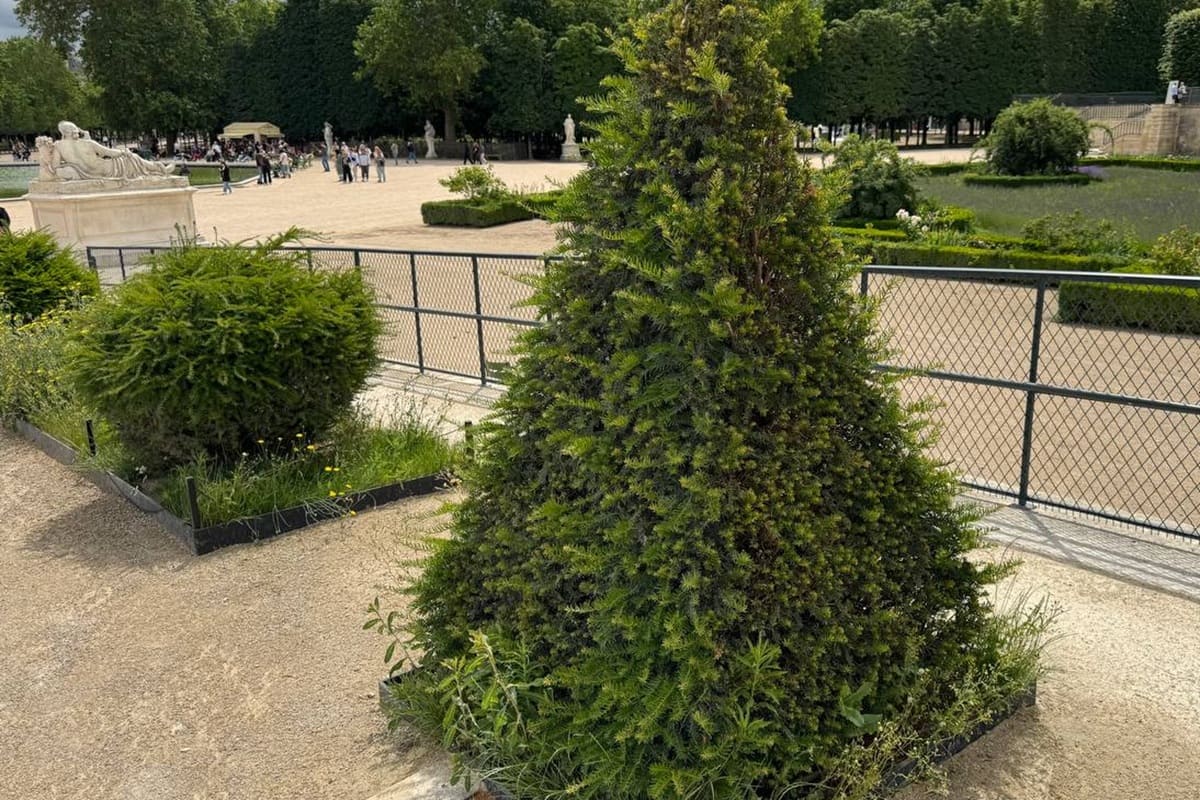 If commun taillé en cône (Taxus baccata) dans un jardin à la française