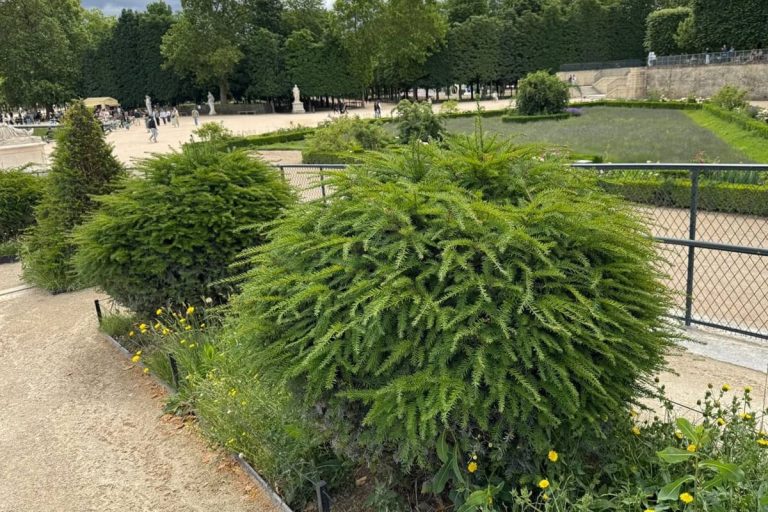 If commun taillé en boule (Taxus baccata) dans un parc français