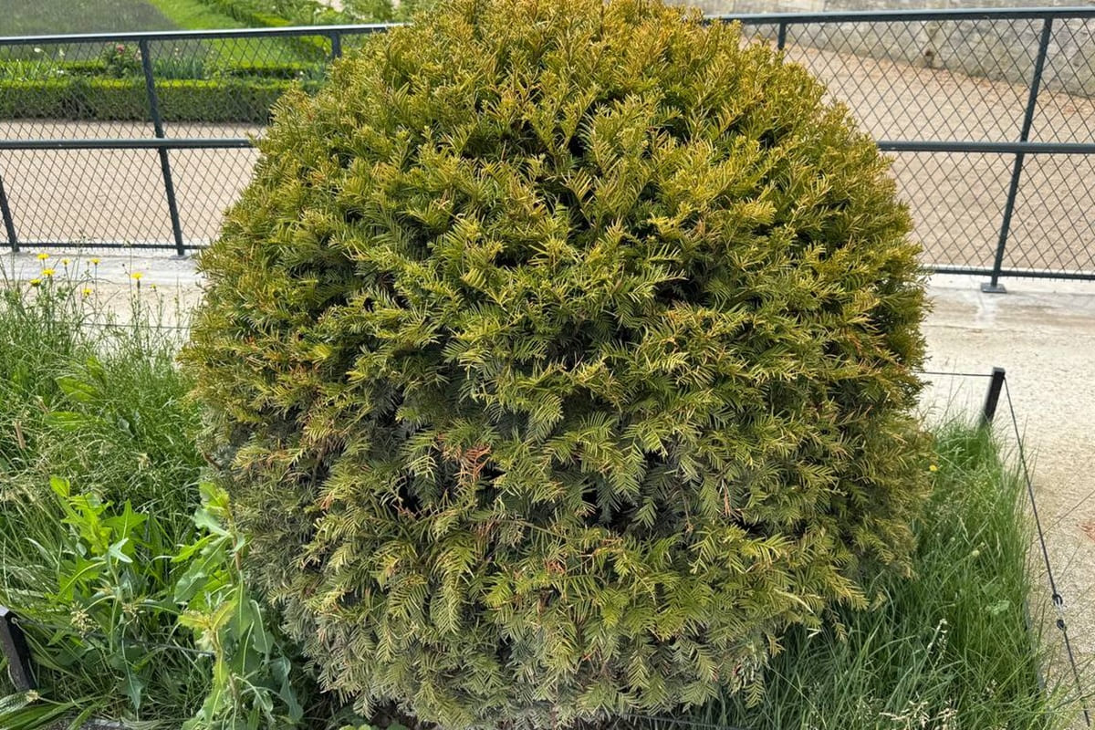 Arbuste d'If commun doré (Taxus baccata Aurea) taillé en boule topiaire